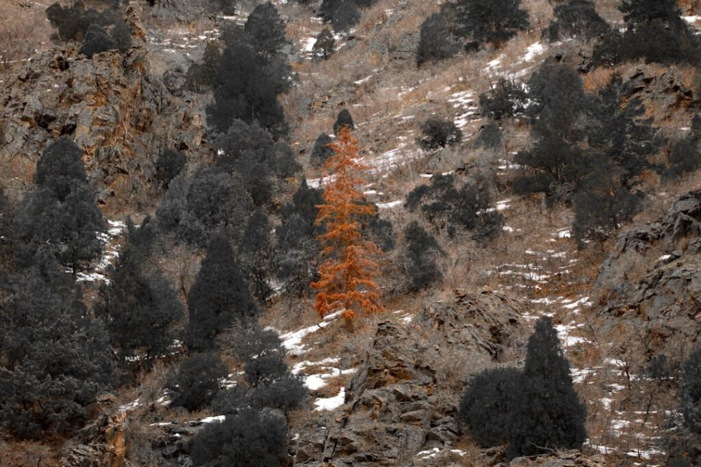 Photo forest hill fire