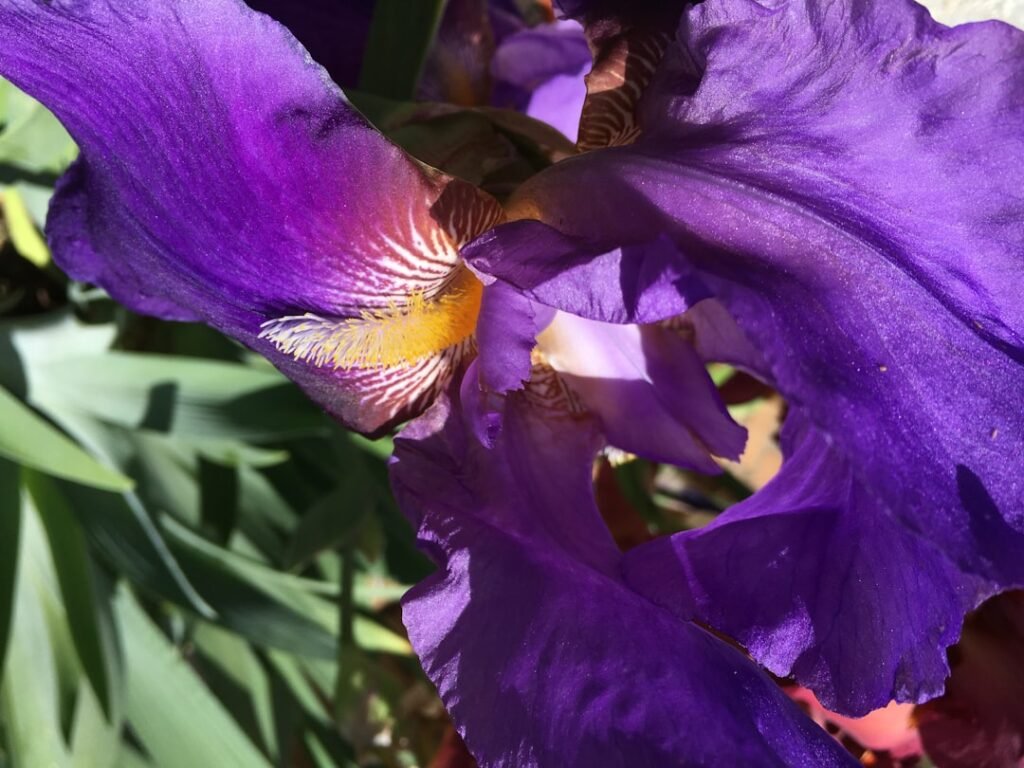 Photo iris affair
